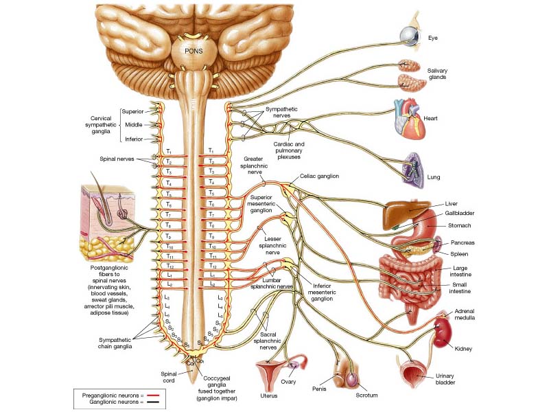 Weebelly.com » Ganglia: Instructions For The Symbiogenesis